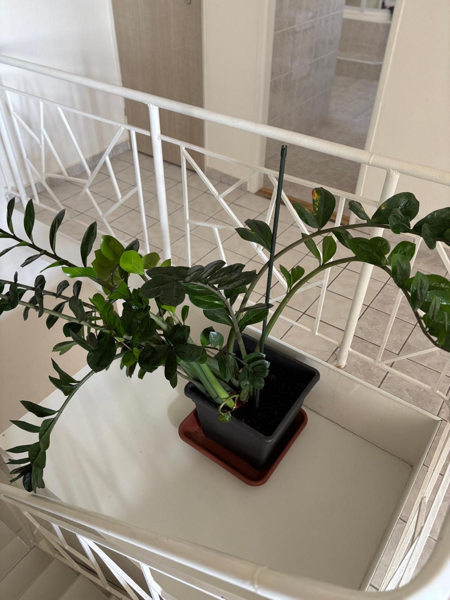 Komenskeho Apartment Velké Losiny